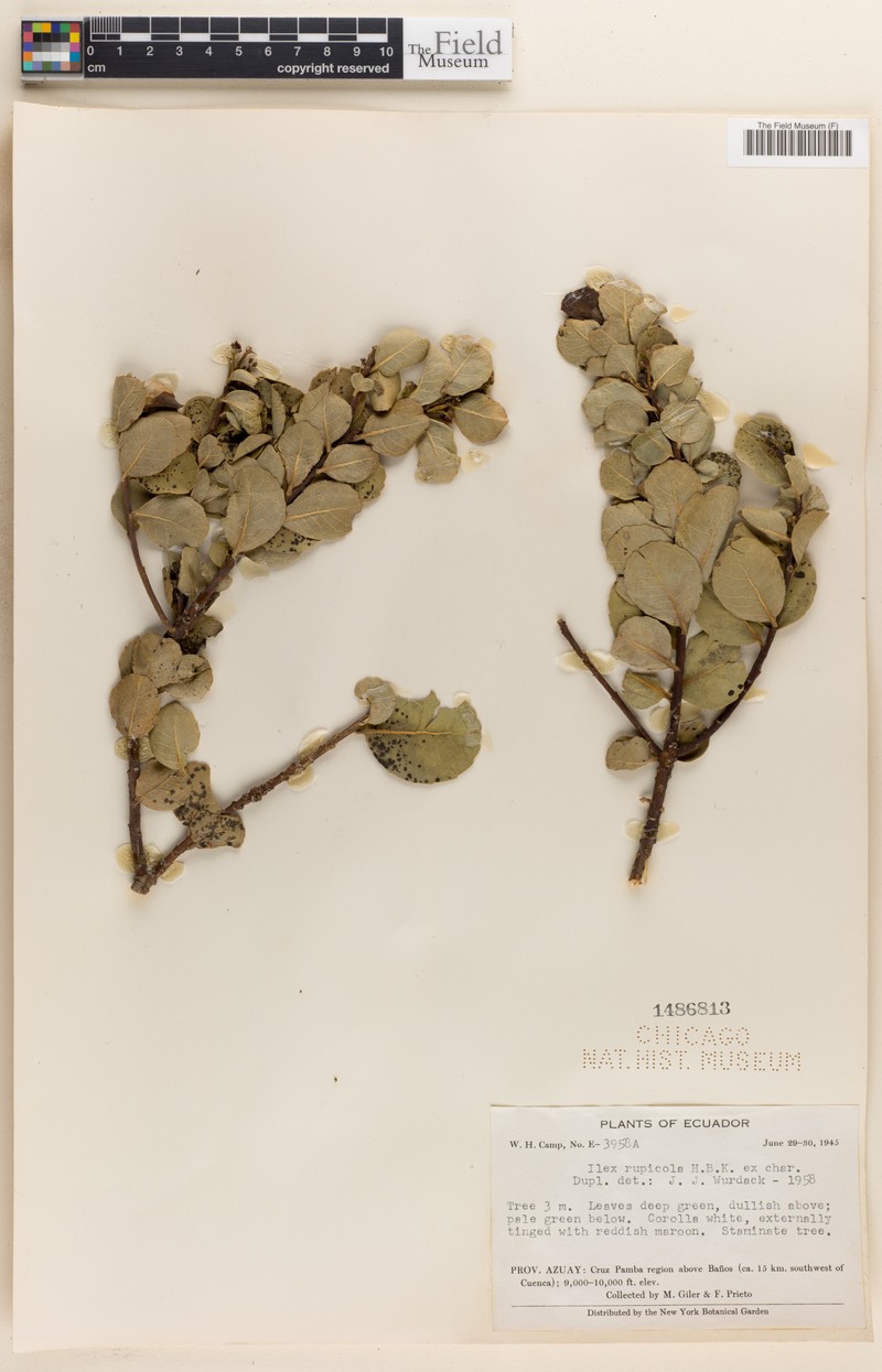 Ilex rupicola