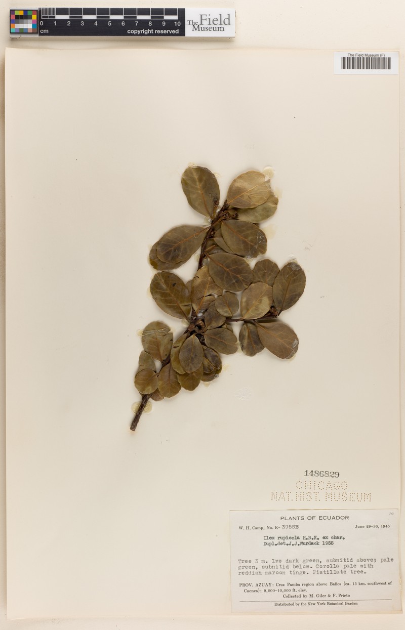 Ilex rupicola photo 2