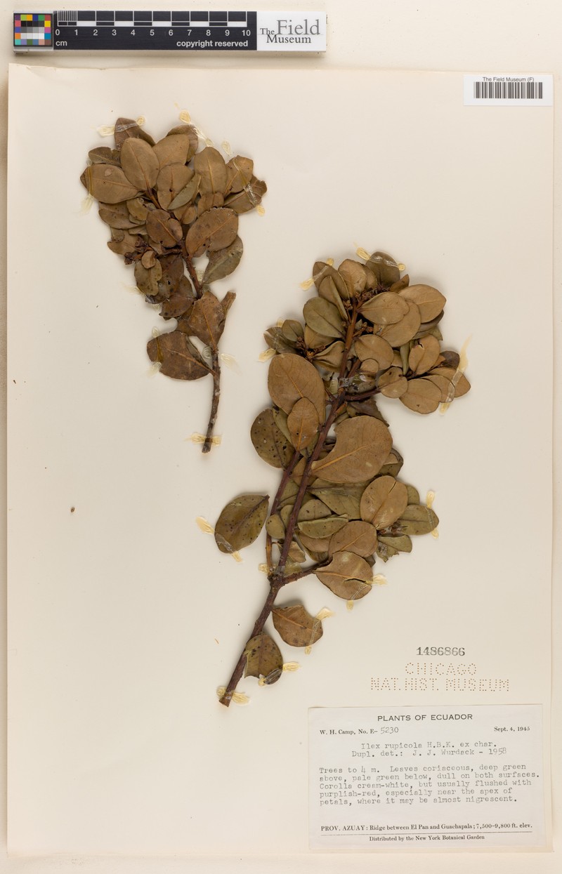 Ilex rupicola photo 3