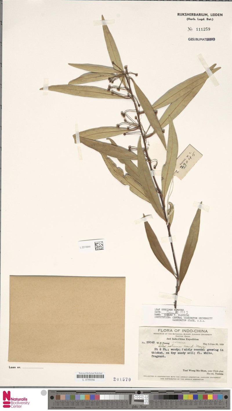 Ilex salicina
