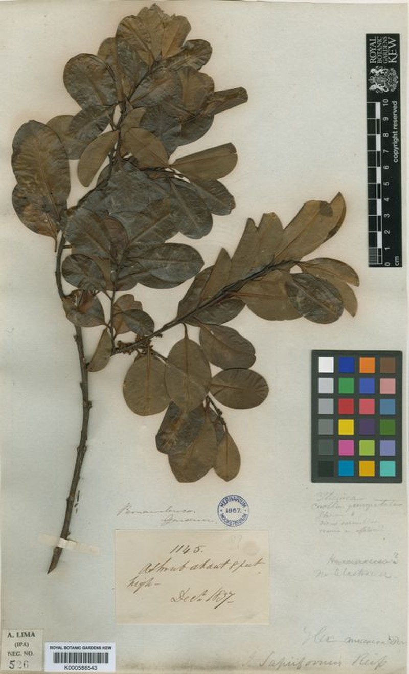 Ilex sapiiformis