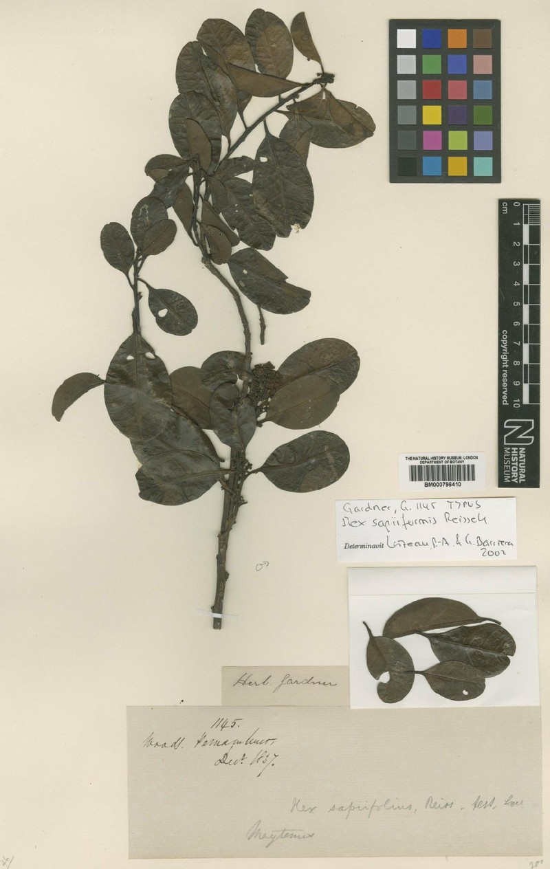 Ilex sapiiformis photo 2