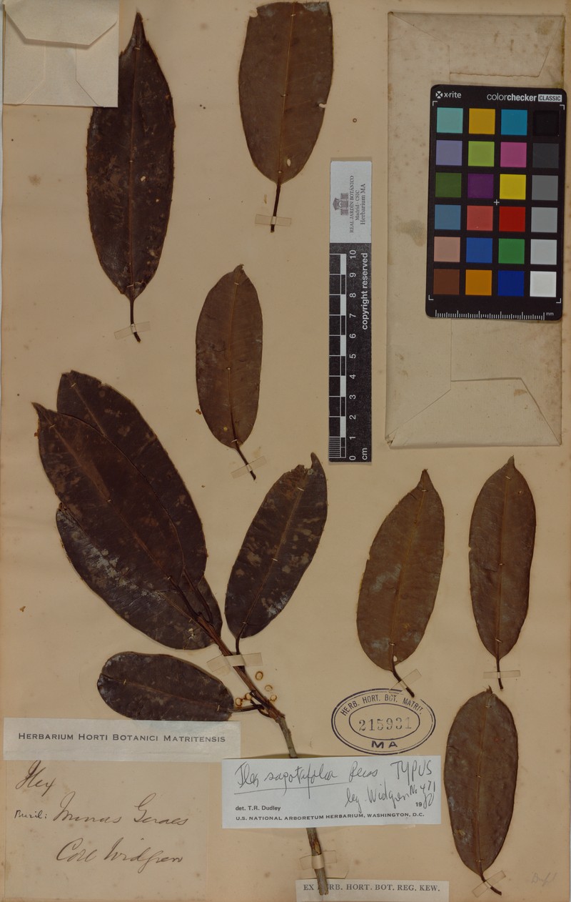 Ilex sapotifolia photo 3