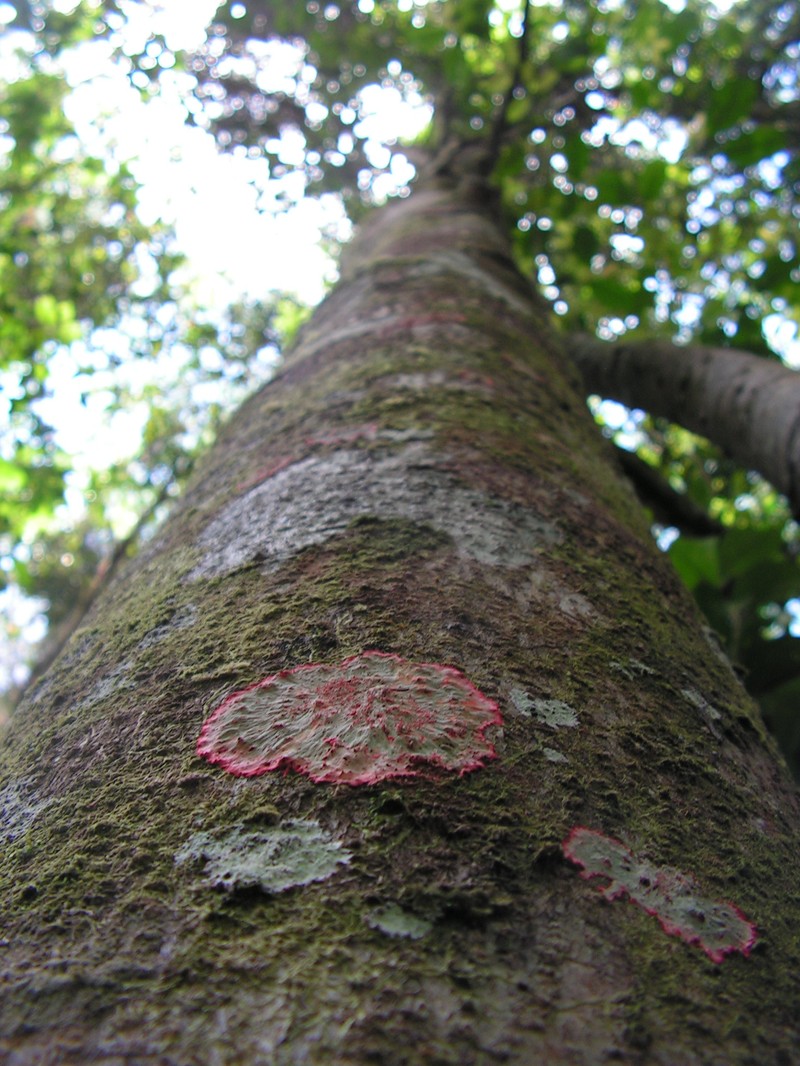 Ilex sapotifolia