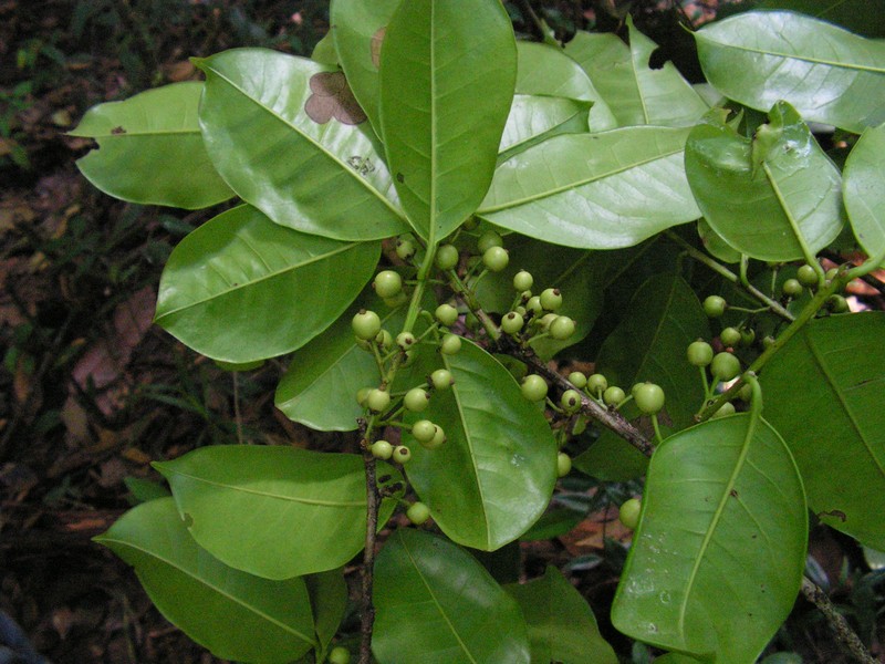 Ilex sapotifolia photo 4