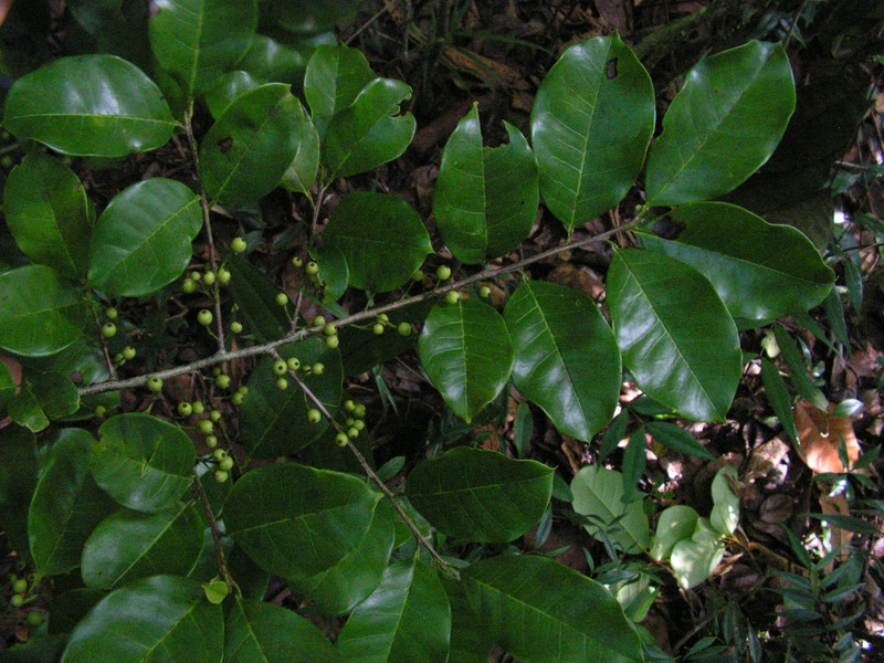 Ilex sapotifolia photo 5