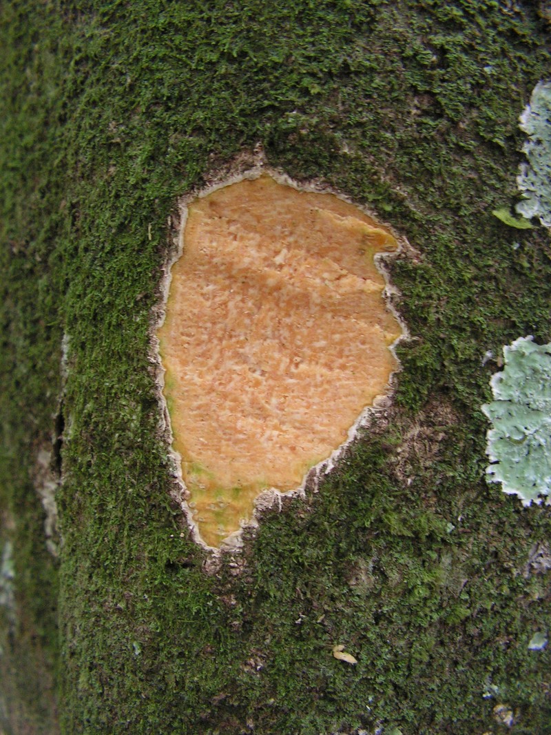 Ilex sapotifolia photo 6