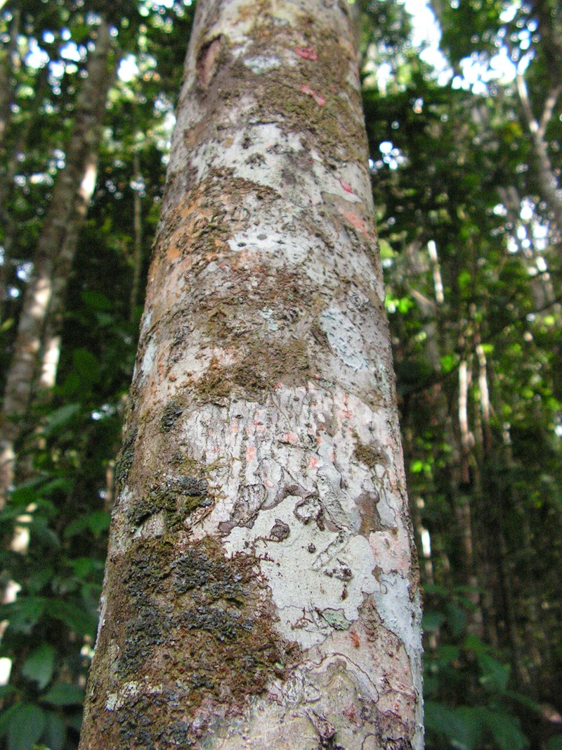 Ilex sapotifolia photo 7