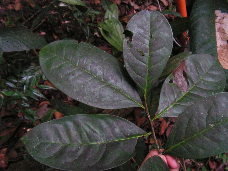 Ilex sapotifolia photo 8