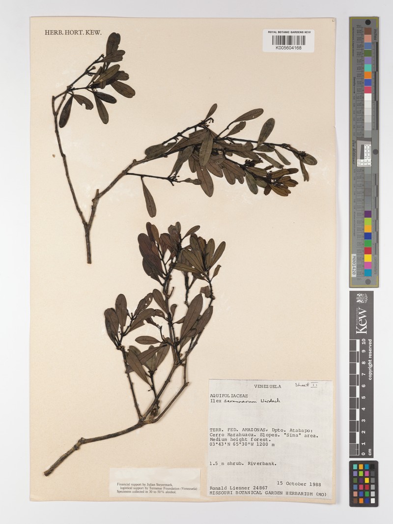 Ilex savannarum photo 2