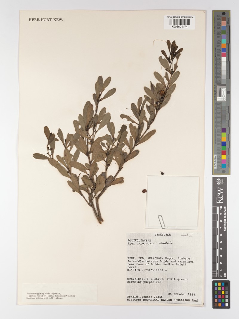 Ilex savannarum photo 3