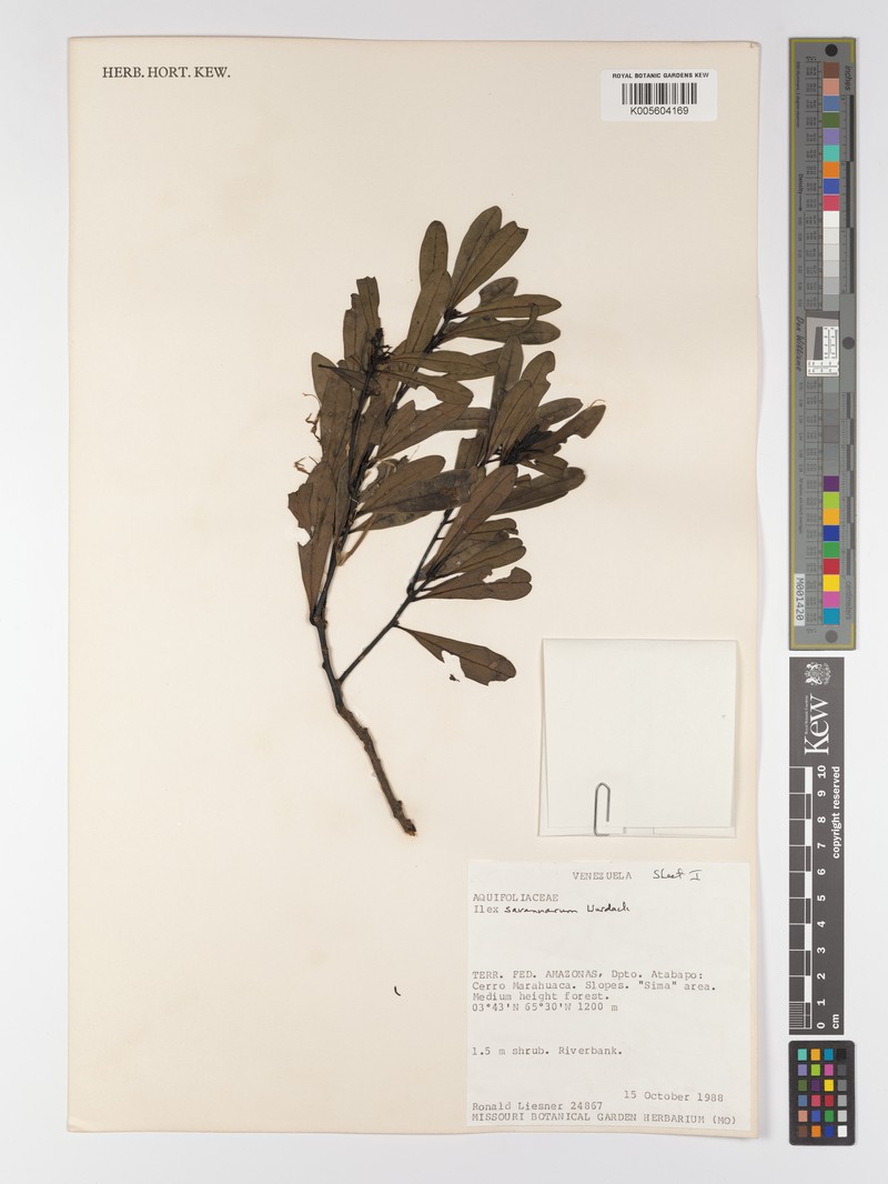 Ilex savannarum photo 4