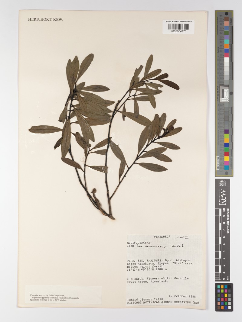 Ilex savannarum photo 5