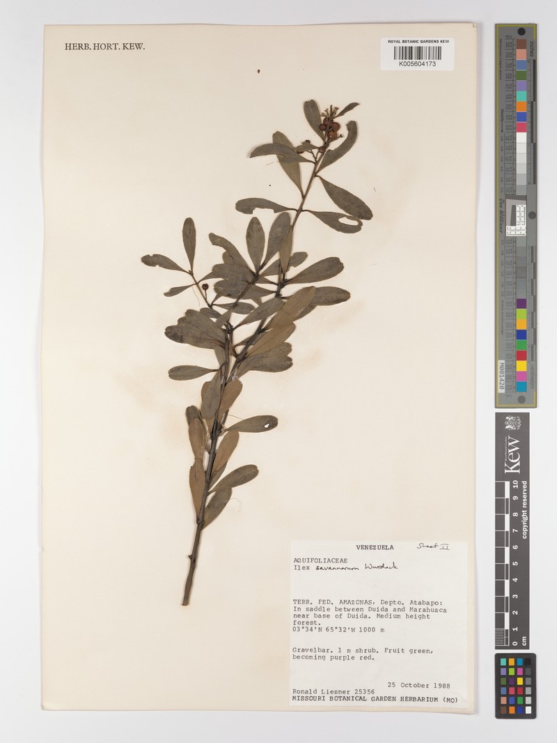 Ilex savannarum photo 6
