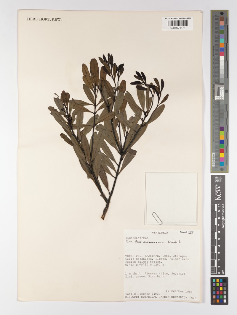 Ilex savannarum photo 7