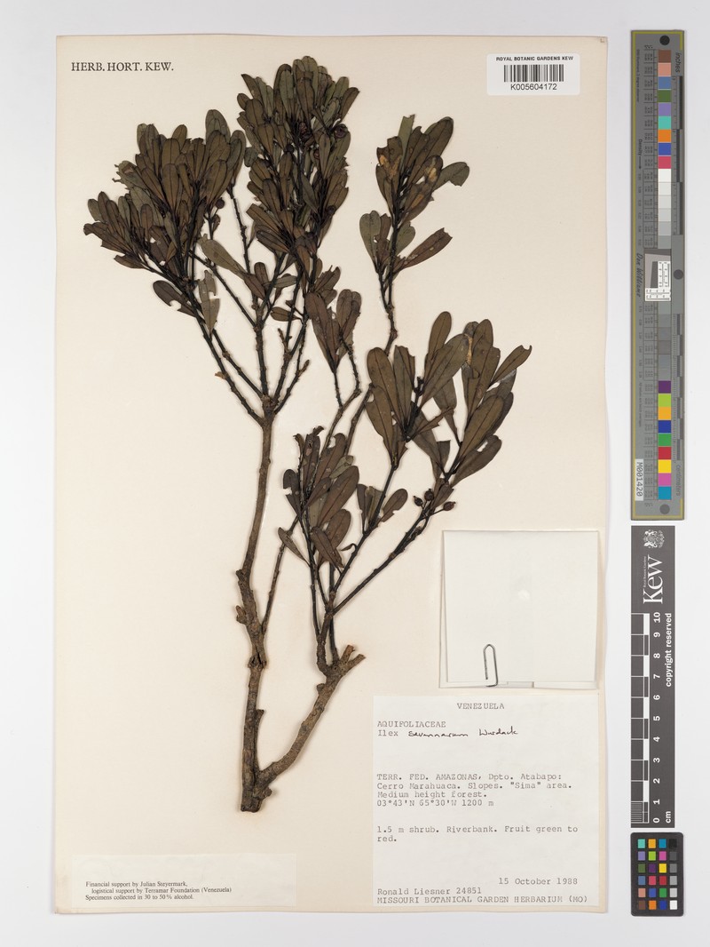 Ilex savannarum photo 8
