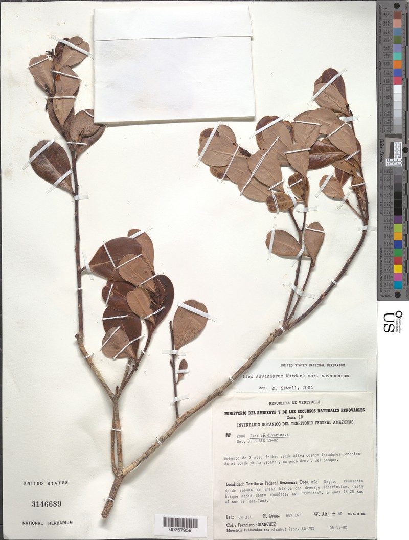 Ilex savannarum var. savannarum