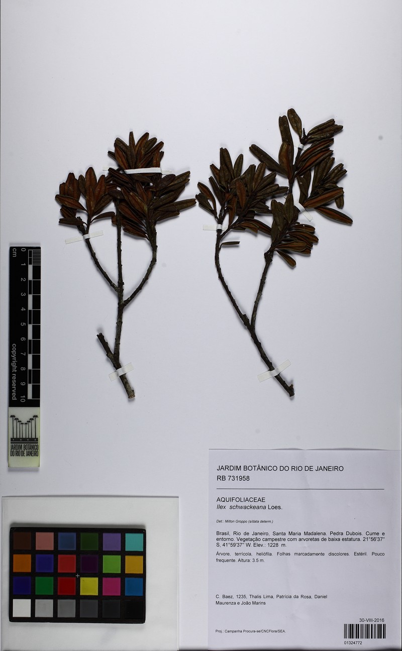 Ilex schwackeana