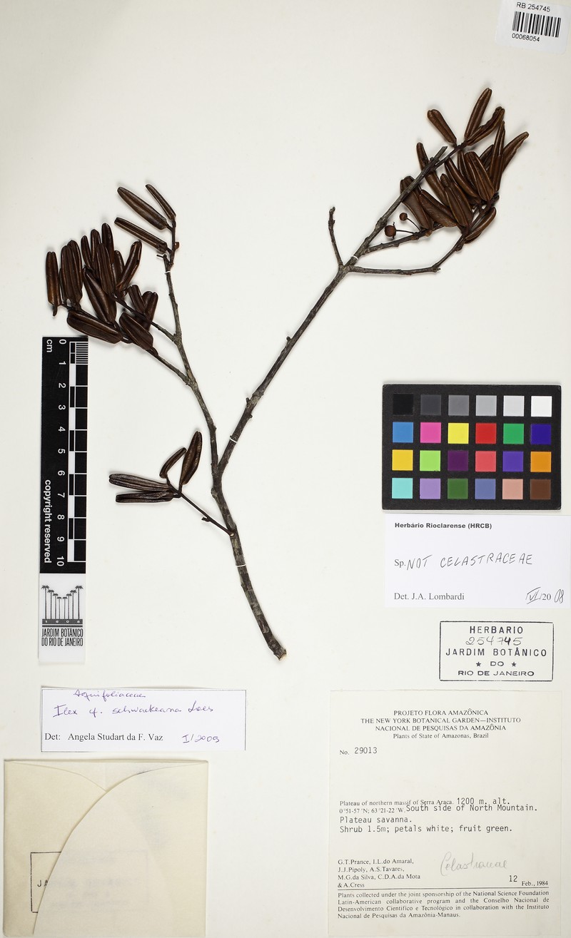 Ilex schwackeana photo 2