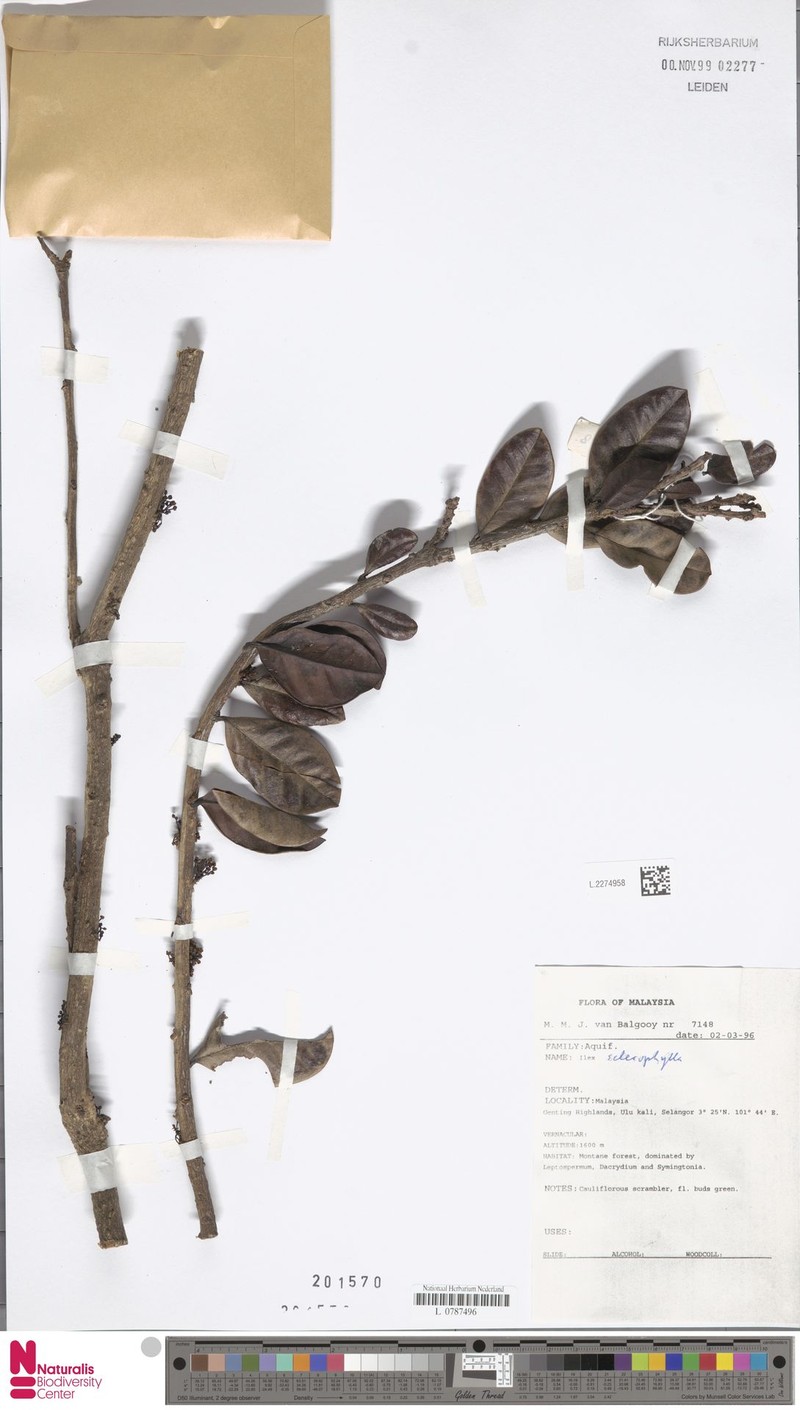 Ilex sclerophylla