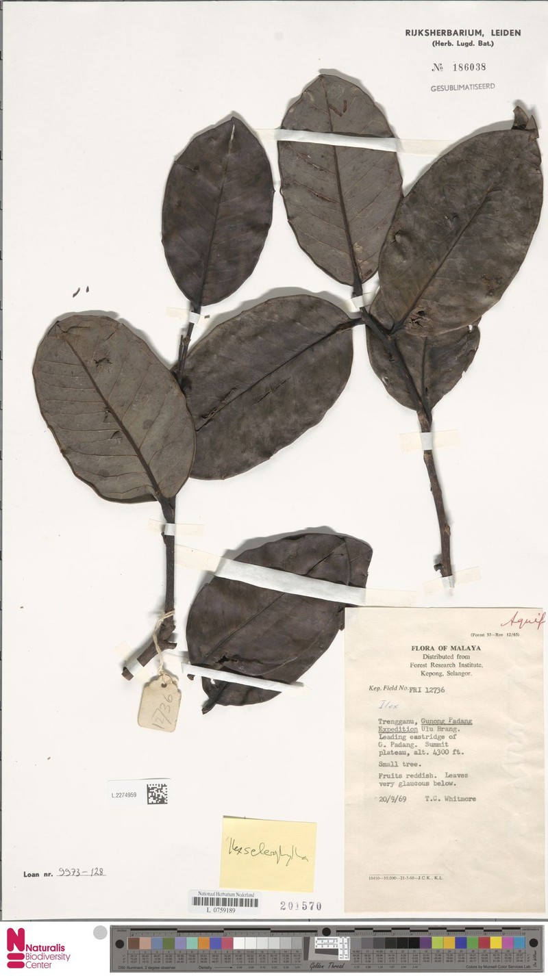 Ilex sclerophylla photo 2