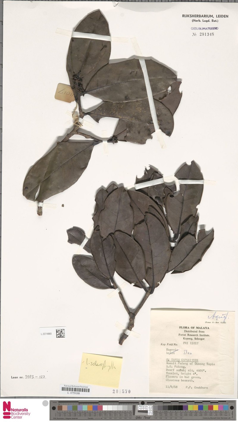 Ilex sclerophylla photo 3