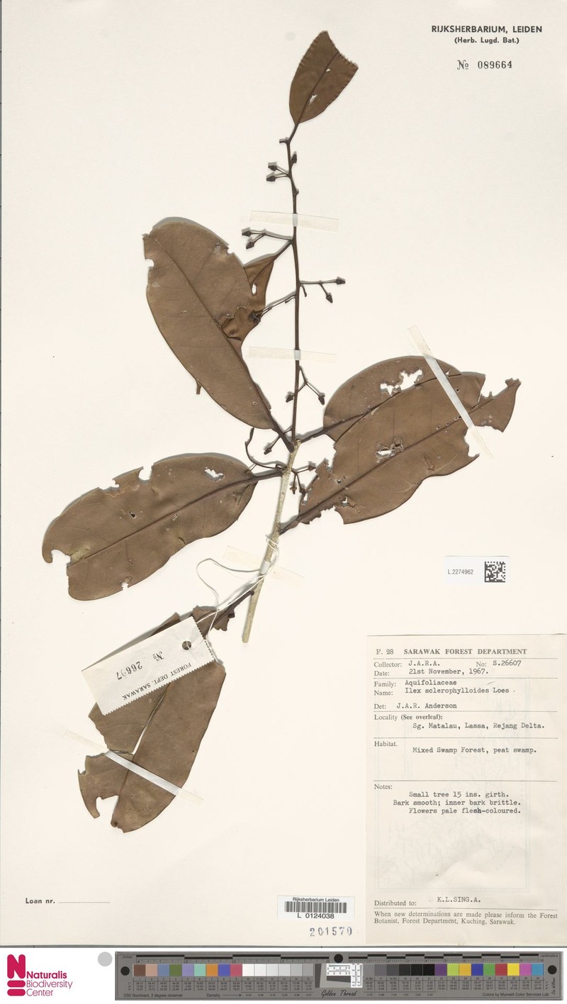 Ilex sclerophylloides