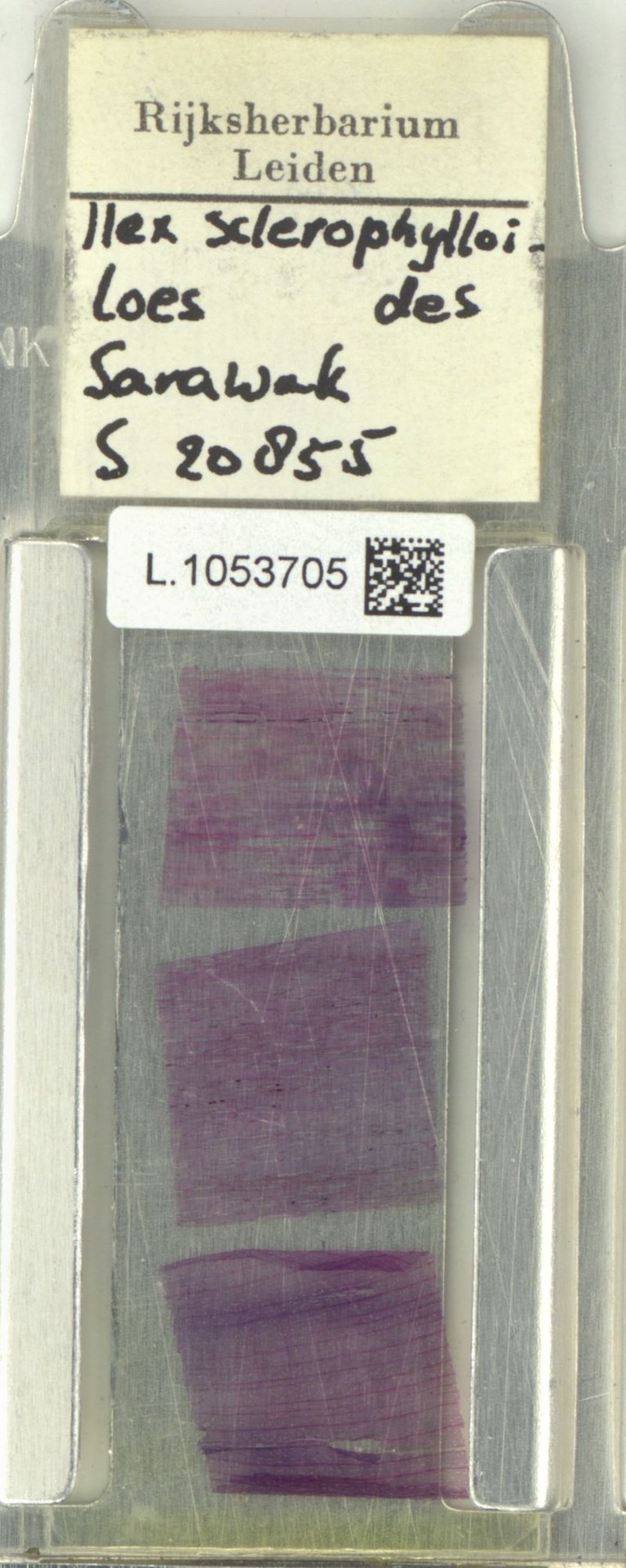 Ilex sclerophylloides photo 2
