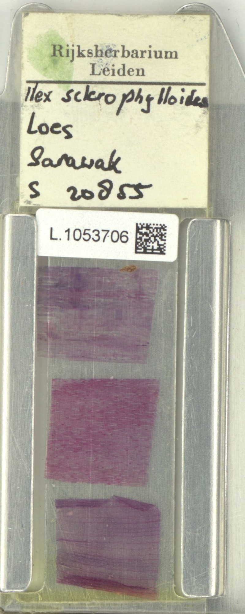 Ilex sclerophylloides photo 3