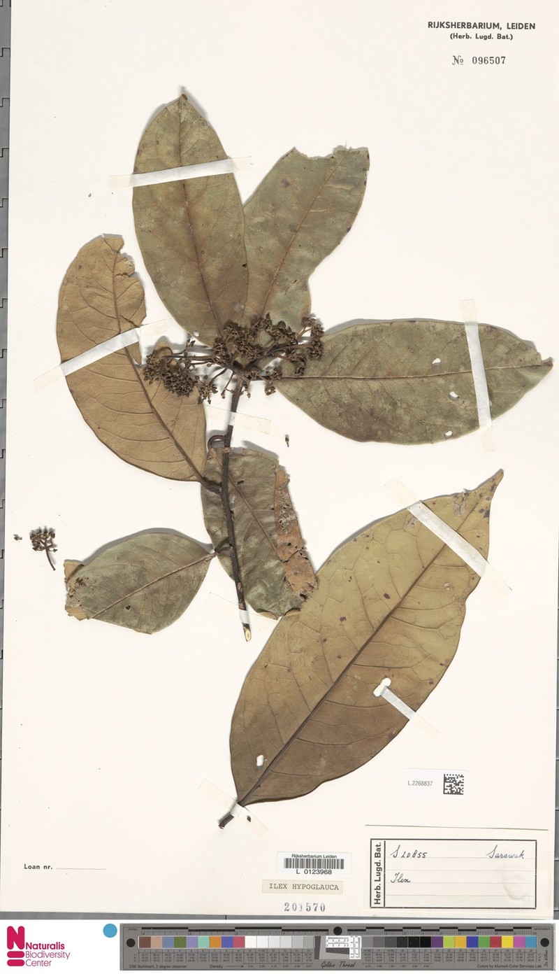 Ilex sclerophylloides photo 5