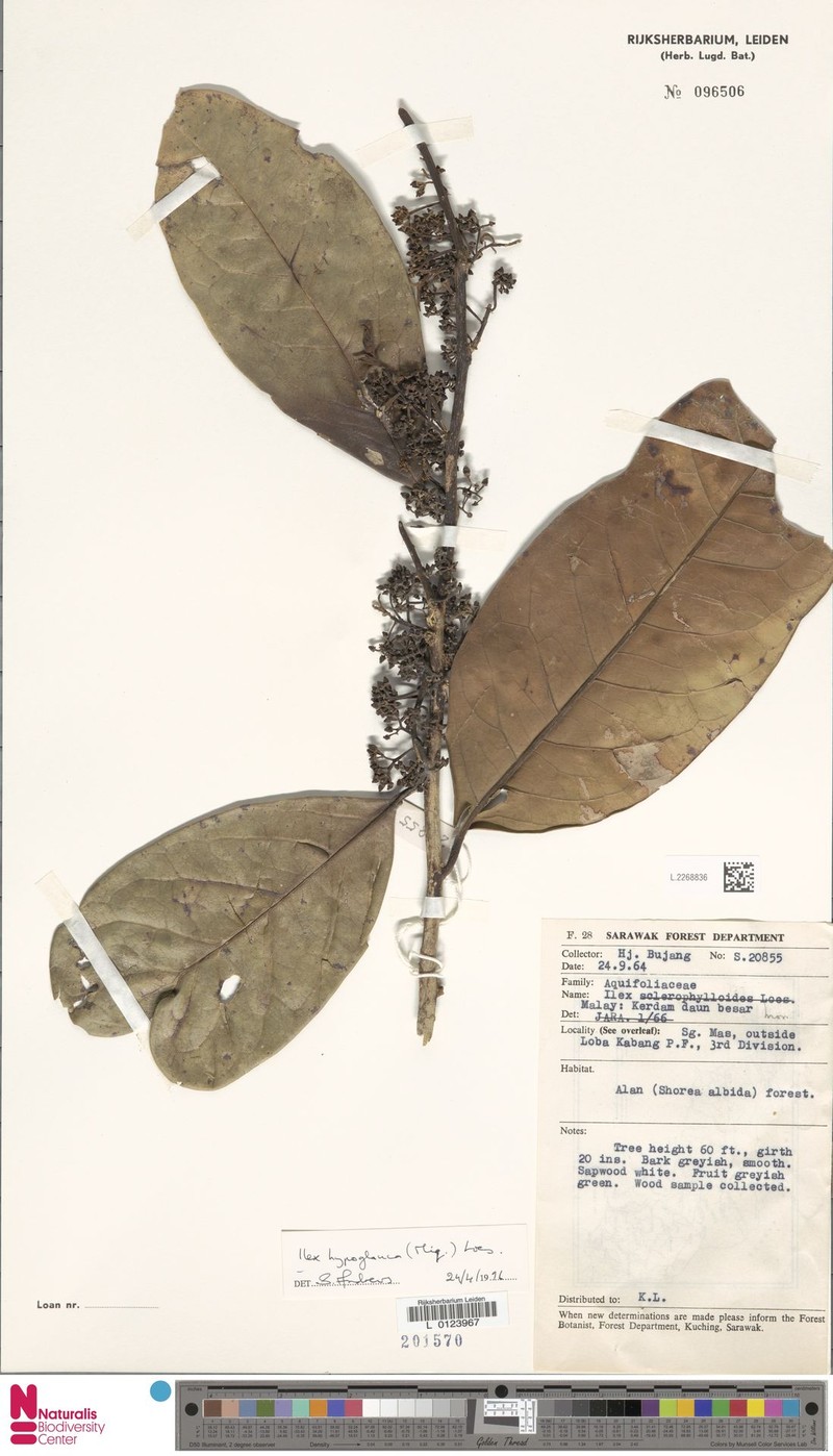Ilex sclerophylloides photo 6