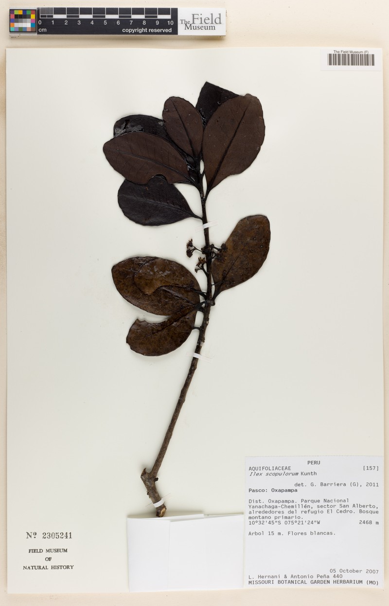 Ilex scopulorum