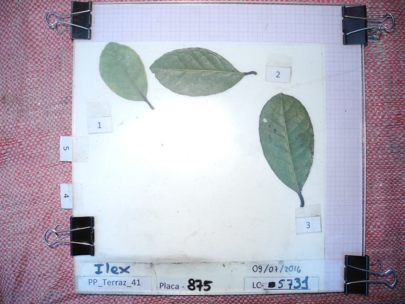 Ilex scopulorum photo 2