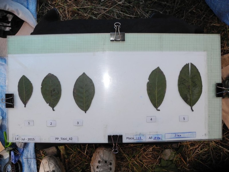 Ilex scopulorum photo 4