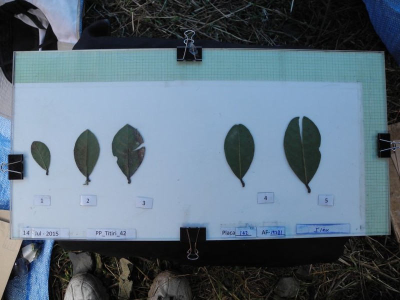 Ilex scopulorum photo 5