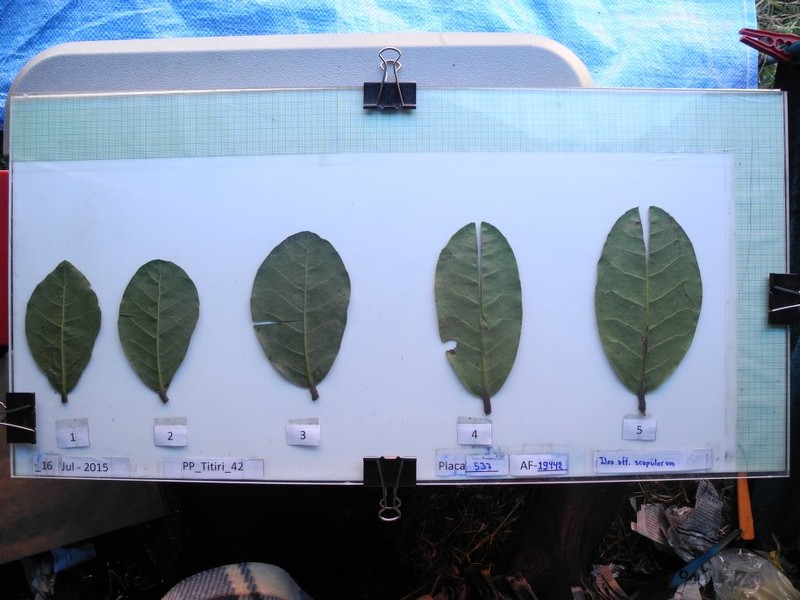 Ilex scopulorum photo 7
