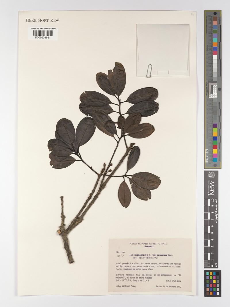 Ilex scopulorum var. caracasana