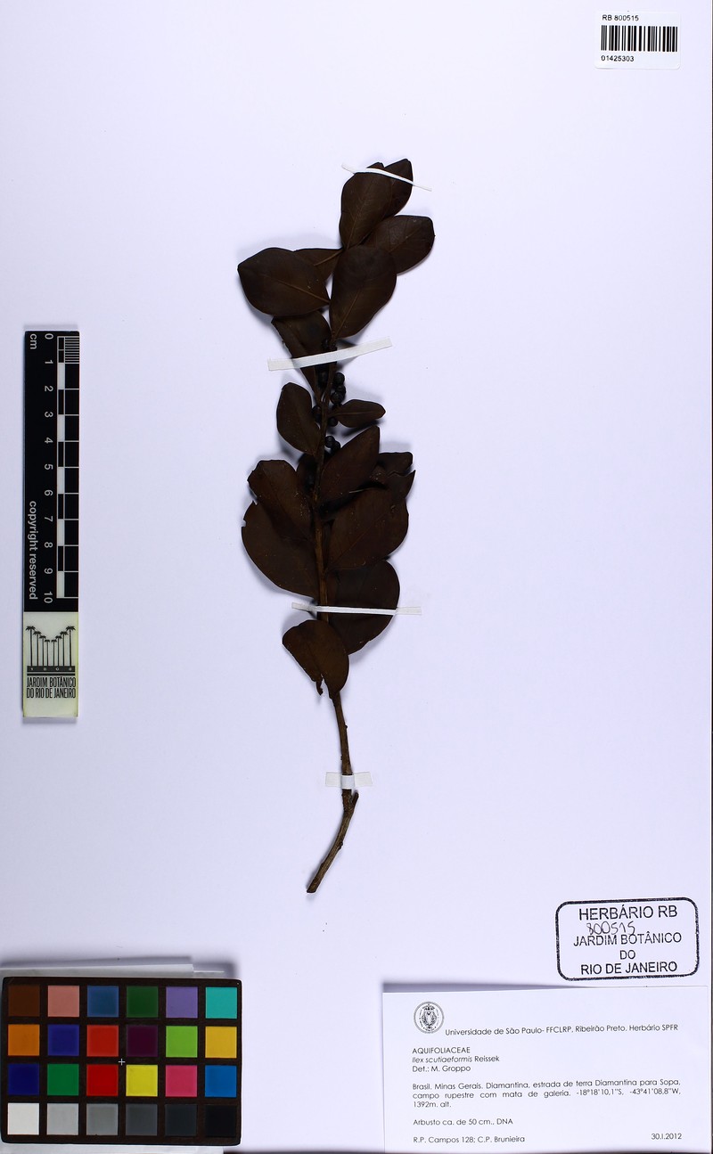 Ilex scutiiformis