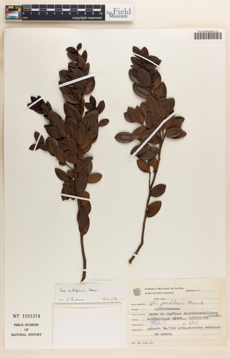 Ilex scutiiformis photo 2