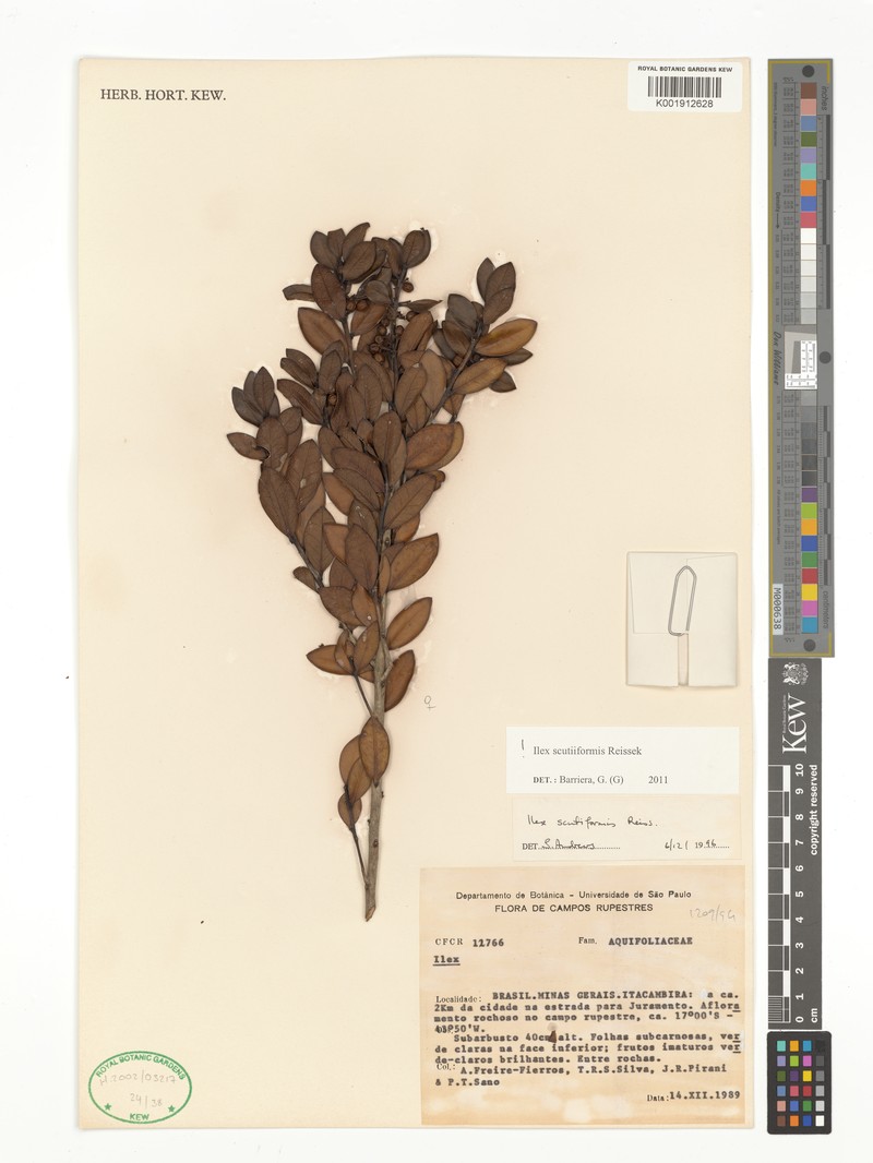 Ilex scutiiformis photo 3