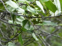 Ilex sebertii
