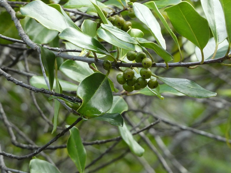 Ilex sebertii