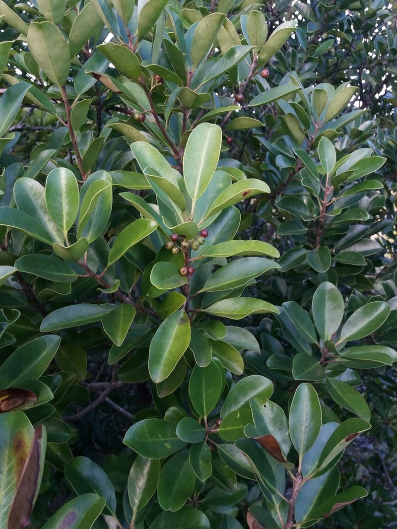 Ilex sebertii photo 2