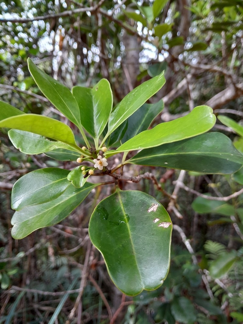 Ilex sebertii photo 3