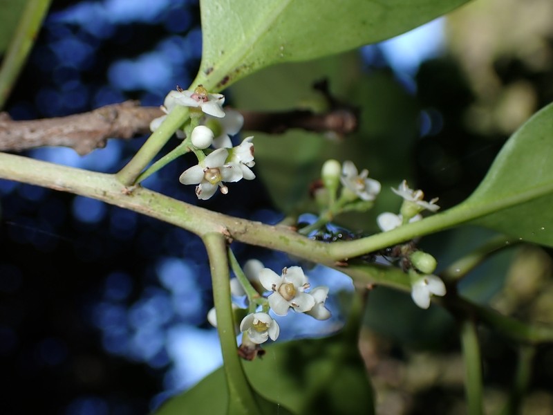 Ilex sebertii photo 4