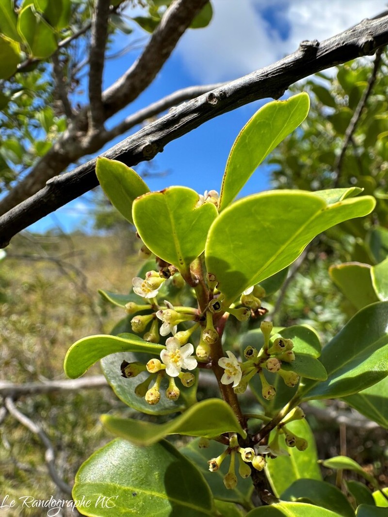 Ilex sebertii photo 5