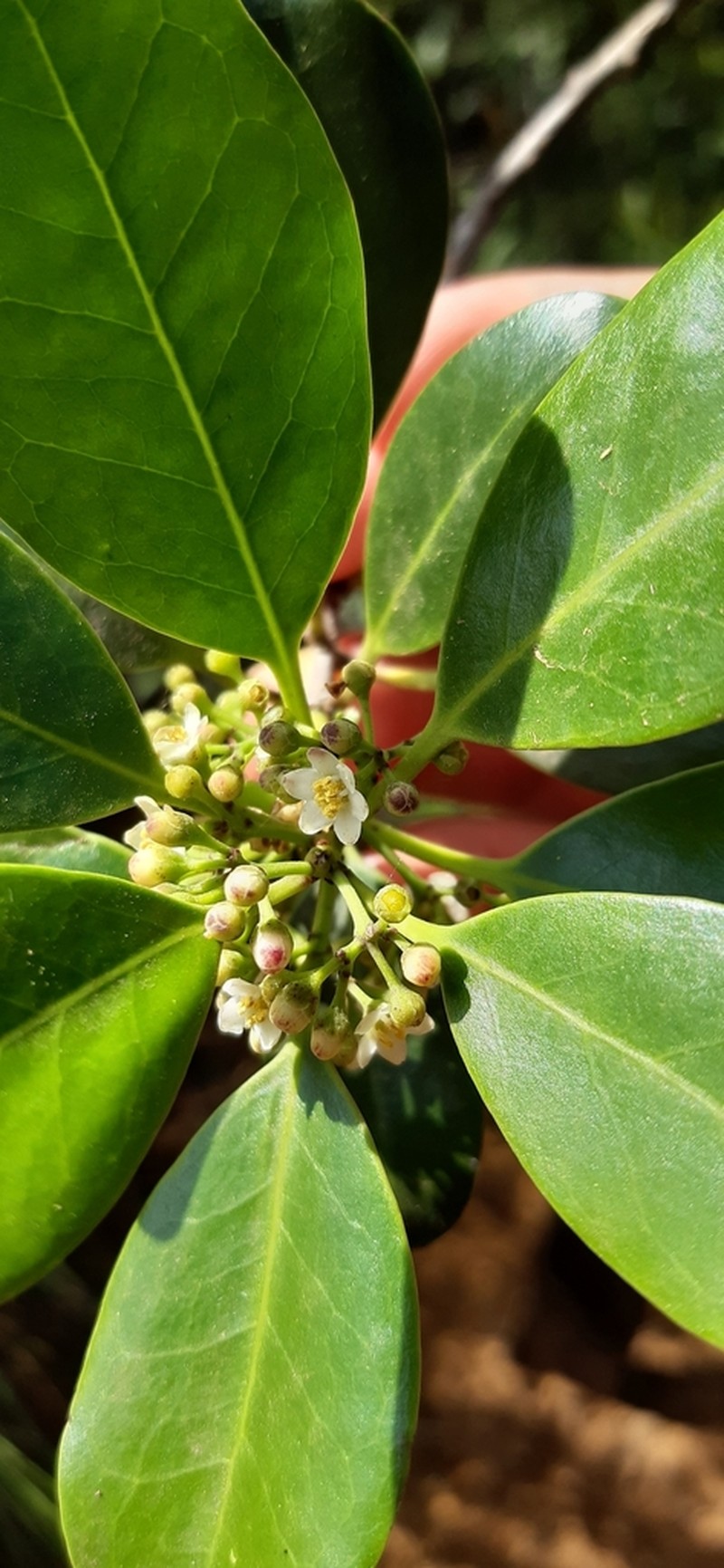 Ilex sebertii photo 6