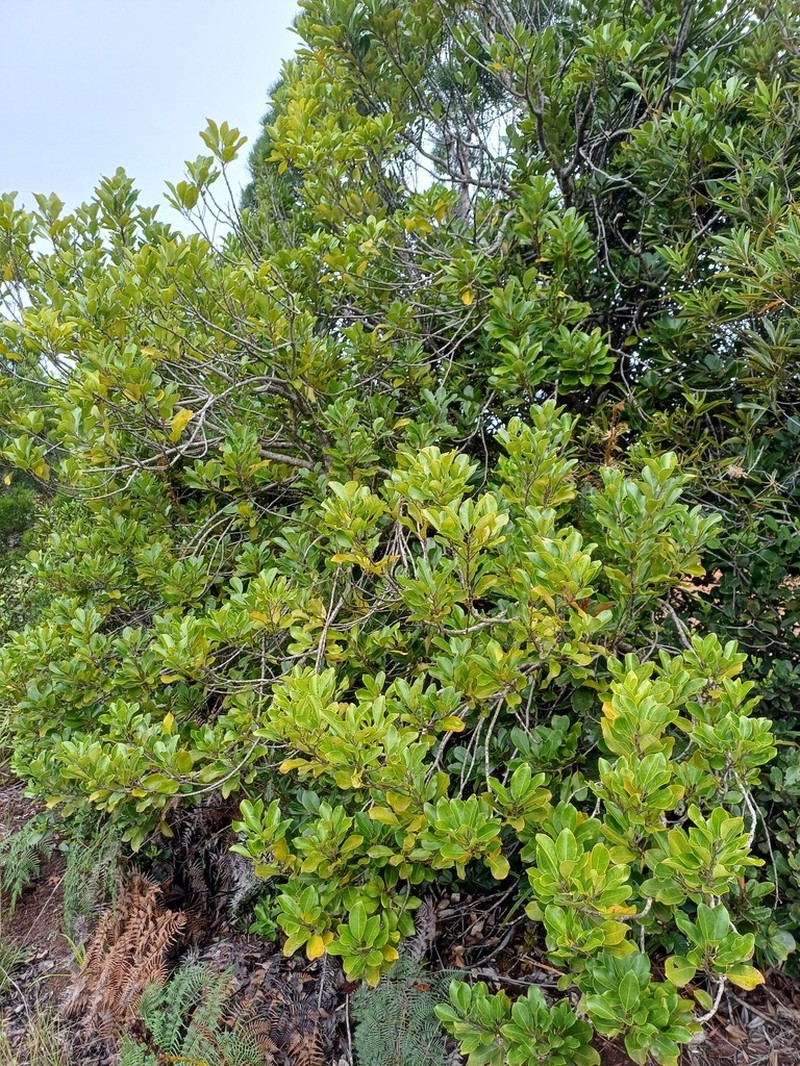 Ilex sebertii photo 7
