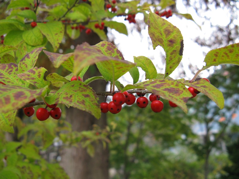 Ilex serrata