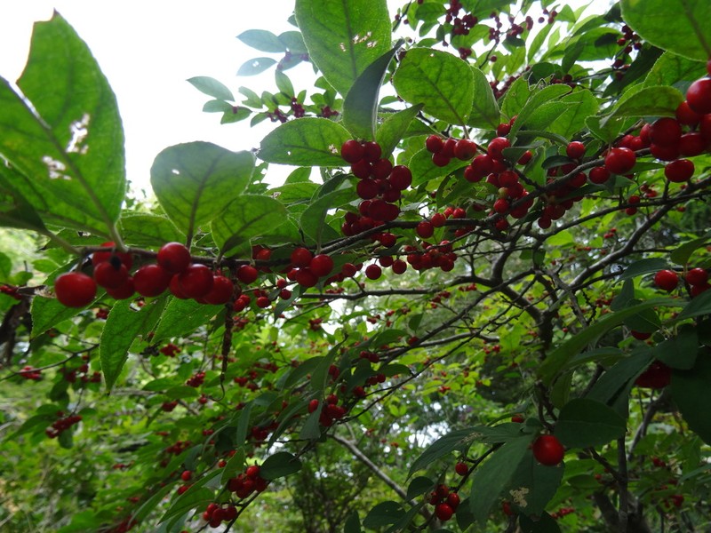 Ilex serrata photo 2